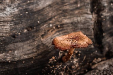 Ahşap küf, ölü ya da çürüyen odunların içinde yaşayan ve büyüyen bir mantar türüdür..