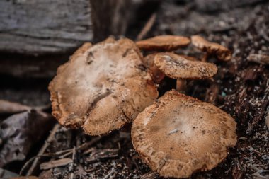 Ahşap küf, ölü ya da çürüyen odunların içinde yaşayan ve büyüyen bir mantar türüdür..
