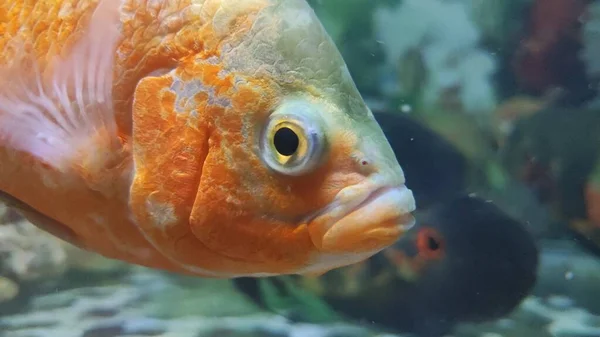 Аквариумные Рыбы Рыбы Содержащиеся Аквариумах Искусственных Контейнерах Водой Популярные Животные — стоковое фото