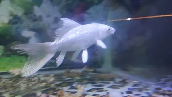 Aquariumvissen Zijn Vissen Die Aquaria Kunstmatige Waterbakken Worden Gehouden Het — Stockfoto