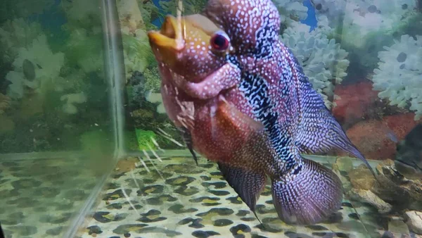 Aquariumvissen Zijn Vissen Die Aquaria Kunstmatige Waterbakken Worden Gehouden Het — Stockfoto