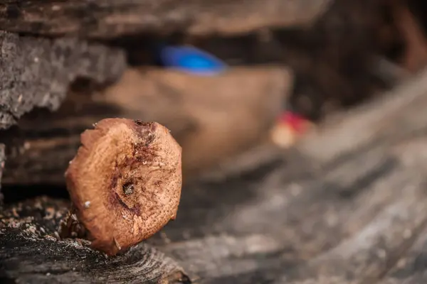 Ahşap küf, ölü ya da çürüyen odunların içinde yaşayan ve büyüyen bir mantar türüdür..
