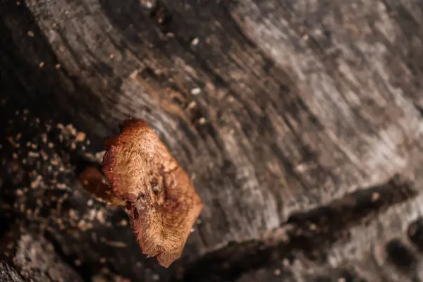 Ahşap küf, ölü ya da çürüyen odunların içinde yaşayan ve büyüyen bir mantar türüdür..