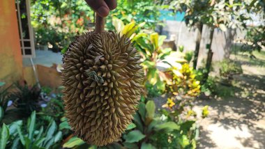 Durian, güçlü aroması ve ayırt edici tadı ile bilinen tropikal bir meyvedir. Durian 'ın sert, dikenli bir teni ve yumuşak, sarı renkli bir eti var..