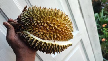 Durian, güçlü aroması ve ayırt edici tadı ile bilinen tropikal bir meyvedir. Durian 'ın sert, dikenli bir teni ve yumuşak, sarı renkli bir eti var..