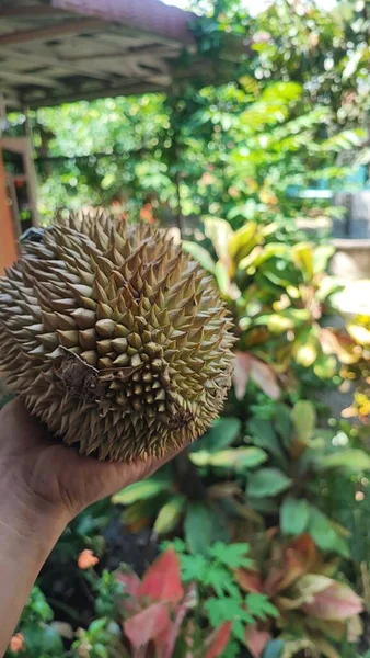Durian Een Tropisch Fruit Dat Bekend Staat Zijn Sterke Aroma — Stockfoto