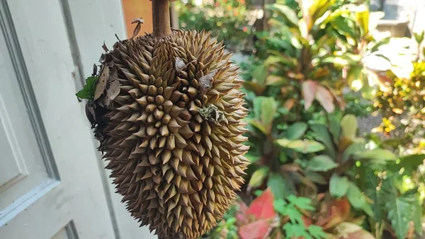 Durian Tropisk Frukt Känd För Sin Starka Arom Och Distinkta — Stockfoto