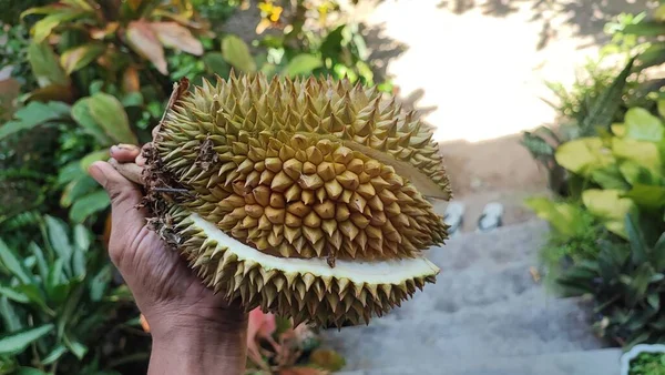Durian Egy Trópusi Gyümölcs Ismert Erős Aromája Jellegzetes Íze Durian — Stock Fotó