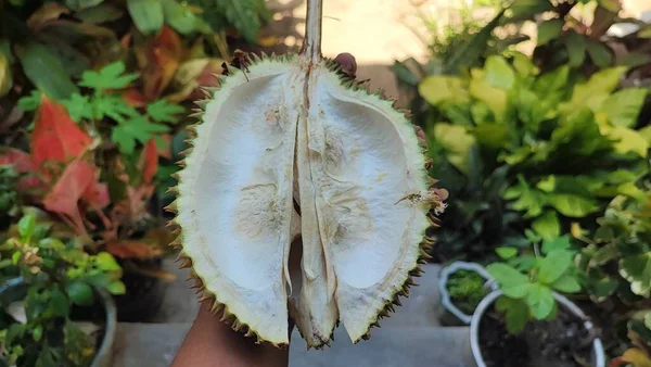 Durian Ist Eine Tropische Frucht Die Für Ihr Starkes Aroma — Stockfoto