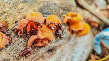 Mantarlar, kendi krallıklarına ait çeşitli organizmalar grubudur, adı Mantar. Ökaryotik organizmalardır, bu da hücrelerinin zarın içinde bir çekirdeğe sahip olduğu anlamına gelir.. 