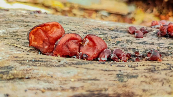 Pilze Sind Eine Vielfältige Gruppe Von Organismen Die Ihrem Eigenen — Stockfoto
