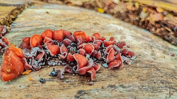 Pilze Sind Eine Vielfältige Gruppe Von Organismen Die Ihrem Eigenen — Stockfoto