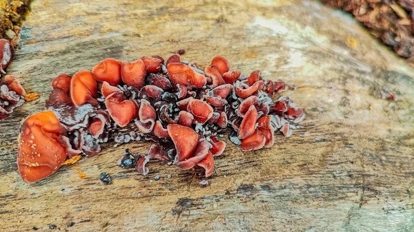 Mantarlar, kendi krallıklarına ait çeşitli organizmalar grubudur, adı Mantar. Ökaryotik organizmalardır, bu da hücrelerinin zarın içinde bir çekirdeğe sahip olduğu anlamına gelir.. 