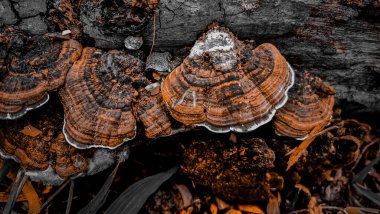 Bir mantara yaklaş.