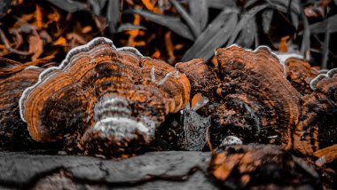 Ormandaki mantarın dikey görüntüsü.