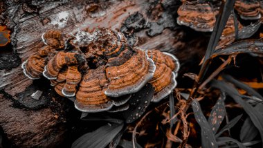 Ormanda büyüyen mantarın yakın çekimi.