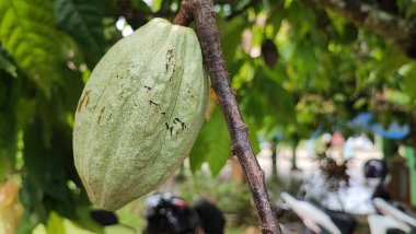 Yeşil yapraklı çikolata ağacı.