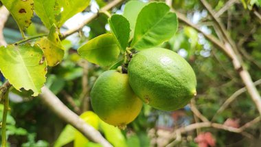 Ağaçta yeşil kireç, bahçede yeşil yapraklar