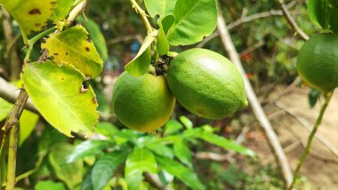 Ağaçta yeşil kireç, bahçede yeşil yapraklar