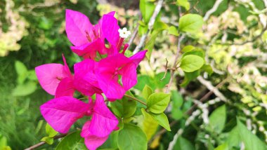 Güzel pembe çiçek, doğa bitki örtüsü