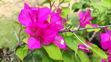 Bahçedeki güzel pembe çiçek