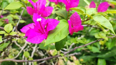 Bahçedeki pembe çiçek, doğa bitki örtüsü