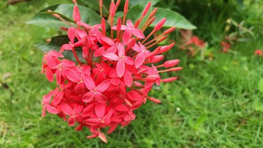 Güzel botanik fotoğrafı, doğal duvar kağıdı.