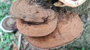 Bir mantarın yakın görüntüsü