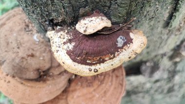 Ağaç üzerinde mantar mantar