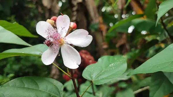 Bahçedeki güzel çiçekler