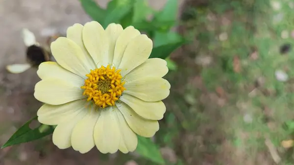 Bahçedeki güzel çiçekler