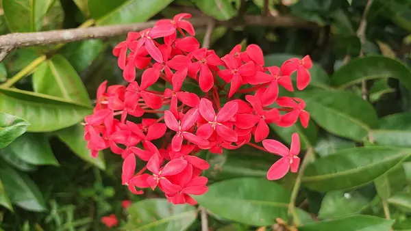 Güzel botanik fotoğrafı, doğal duvar kağıdı.