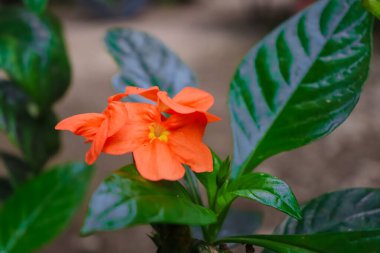 small orange crossandra  flower plant with green leaves clipart