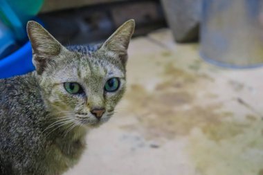 Kahverengi-gri bir kedi evin içinde oynuyor.