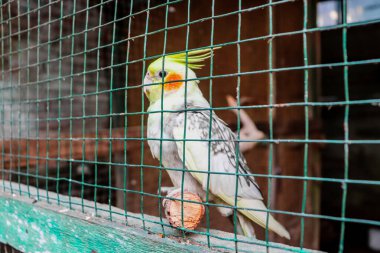 Kuş kafesinde beyaz ve sarı bir muhabbet kuşu.