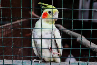 Kuş kafesinde beyaz ve sarı bir muhabbet kuşu.