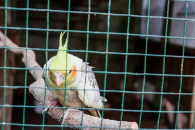 Kuş kafesinde beyaz ve sarı bir muhabbet kuşu.