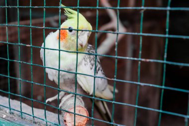 Kuş kafesinde beyaz ve sarı bir muhabbet kuşu.