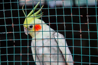 Kuş kafesinde beyaz ve sarı bir muhabbet kuşu.