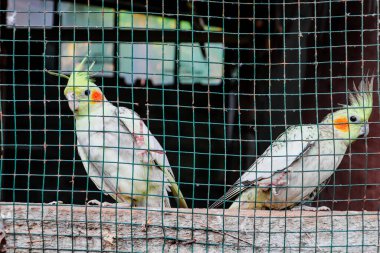 Kuş kafesinde beyaz ve sarı bir muhabbet kuşu.