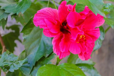 Yeşil yapraklı pembe amber çiçeği bitkisi