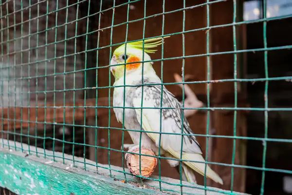 Kuş kafesinde beyaz ve sarı bir muhabbet kuşu.