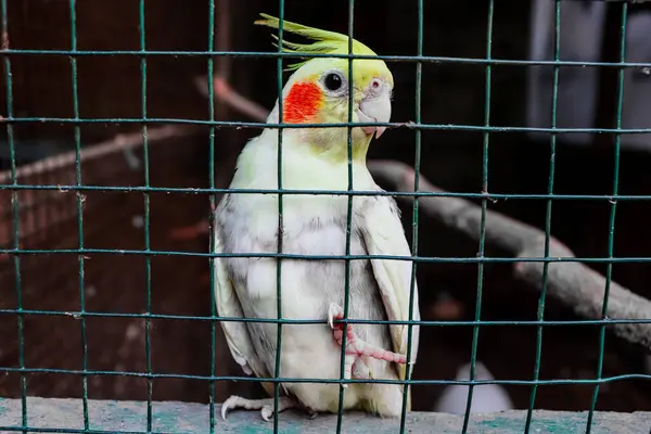 Kuş kafesinde beyaz ve sarı bir muhabbet kuşu.