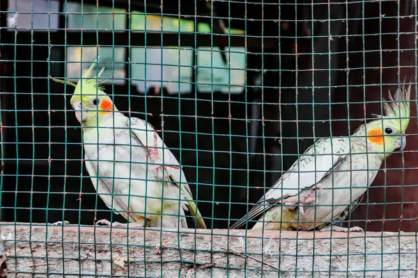 Kuş kafesinde beyaz ve sarı bir muhabbet kuşu.
