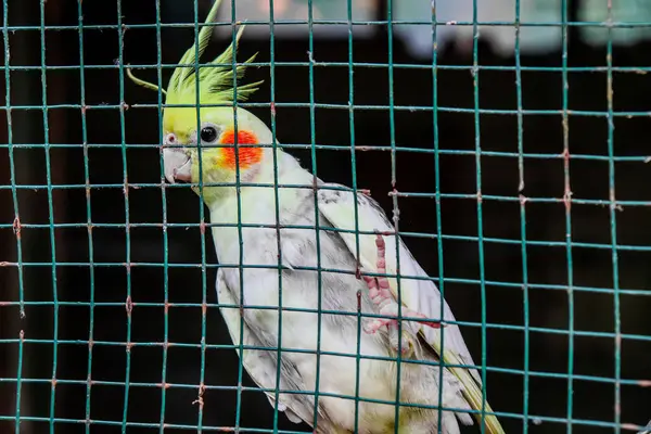 Kuş kafesinde beyaz ve sarı bir muhabbet kuşu.