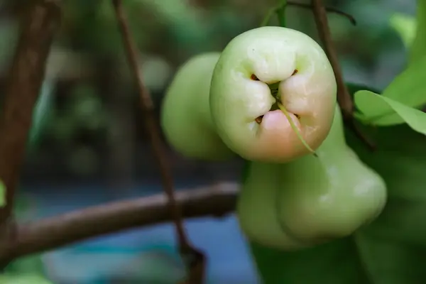 Ağaçta duran hafif pembe bir guava meyvesi.