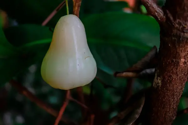 Ağaçta duran hafif pembe bir guava meyvesi.