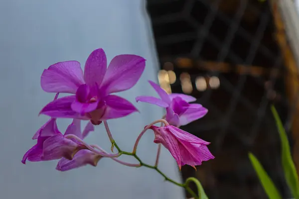 Uzun saplı güzel mor orkide bitkisi