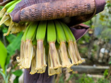 muz ağacı ve muz kalbi meyvesi yetişiyor