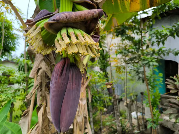 muz ağacı ve muz kalbi meyvesi yetişiyor